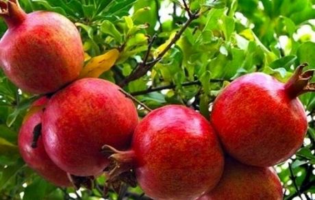 ثبت جشنواره انار روستای «مردانقم» در رویدادهای گردشگری