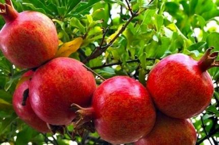 ثبت جشنواره انار روستای «مردانقم» در رویدادهای گردشگری