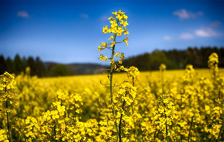 کاشت کلزا در ۳۵۰ هکتاز از باغات مرودشت