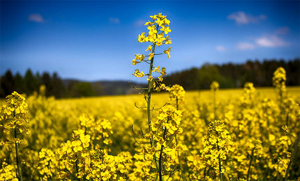 کاشت کلزا در ۳۵۰ هکتاز از باغات مرودشت