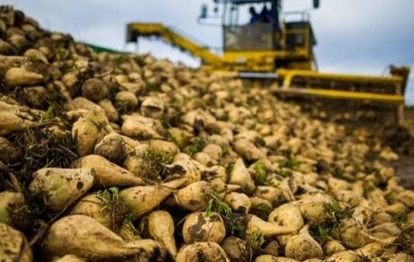 افزایش ۴۰ هزار هکتاری کشت پاییزه چغندرقند