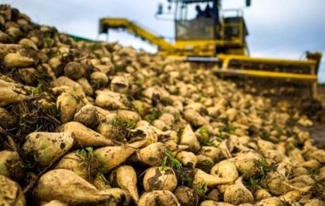 افزایش ۴۰ هزار هکتاری کشت پاییزه چغندرقند