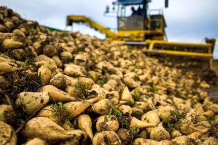 افزایش ۴۰ هزار هکتاری کشت پاییزه چغندرقند