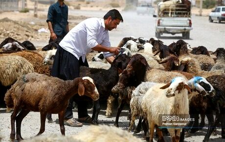 جمعیت دام سبک در کشور، ۶۲ میلیون راس است