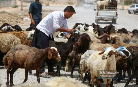 جمعیت دام سبک در کشور، ۶۲ میلیون راس است