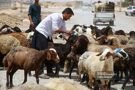 جمعیت دام سبک در کشور، ۶۲ میلیون راس است