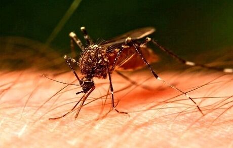 ابتلای ۲۰ نفر به تب دنگی طی یک ماه در استان هرمزگان