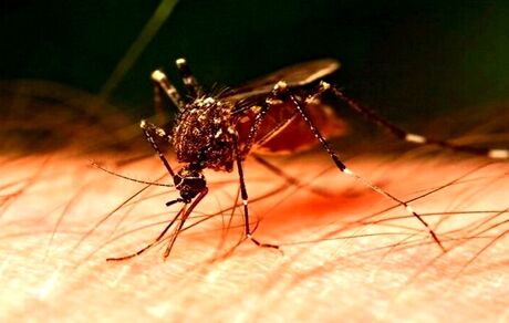 ابتلای ۲۰ نفر به تب دنگی طی یک ماه در استان هرمزگان