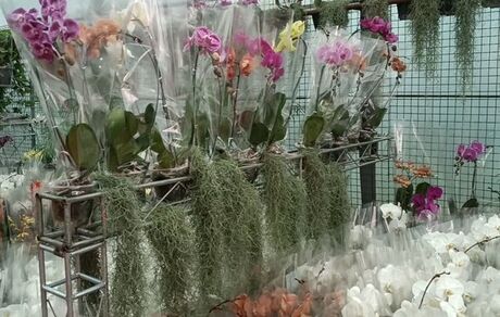 ششمین جشنواره ملی گل ارکیده ایران در نوشهر آغاز شد