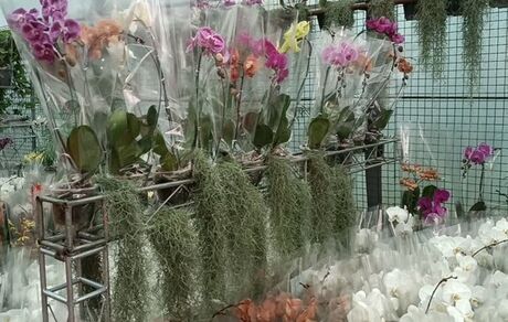 ششمین جشنواره ملی گل ارکیده ایران در نوشهر آغاز شد
