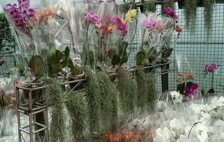 ششمین جشنواره ملی گل ارکیده ایران در نوشهر آغاز شد