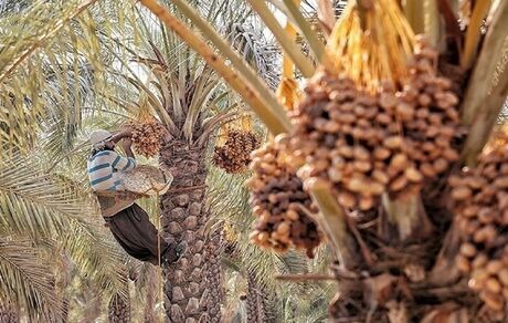 جشنواره خرمای طبس به تقویم گردشگری اضافه می‌شود