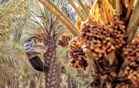 جشنواره خرمای طبس به تقویم گردشگری اضافه می‌شود