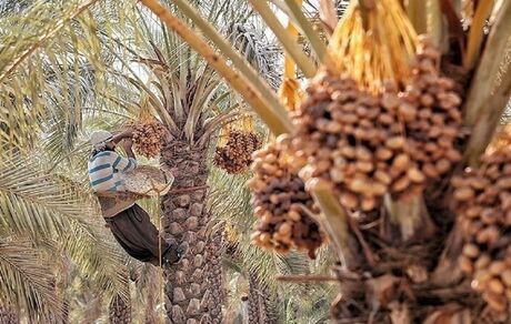 جشنواره خرمای طبس به تقویم گردشگری اضافه می‌شود