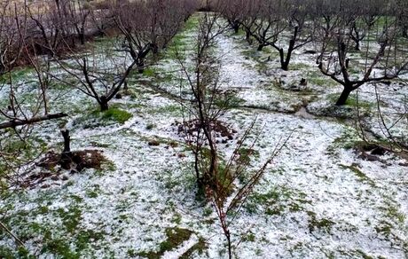 سرمای بهاره به باغات اسلام آبادغرب خسارت ۱۱۵۱ میلیارد تومانی وارد کرد