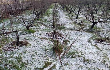 سرمای بهاره به باغات اسلام آبادغرب خسارت ۱۱۵۱ میلیارد تومانی وارد کرد