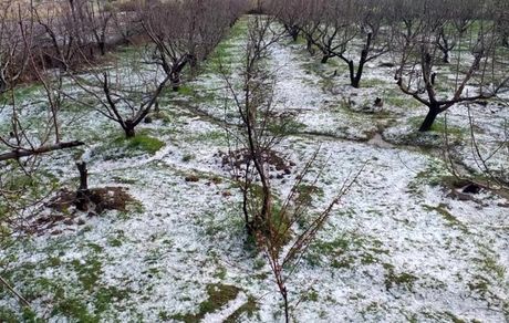 سرمای بهاره به باغات اسلام آبادغرب خسارت ۱۱۵۱ میلیارد تومانی وارد کرد