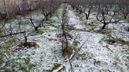 سرمای بهاره به باغات اسلام آبادغرب خسارت ۱۱۵۱ میلیارد تومانی وارد کرد