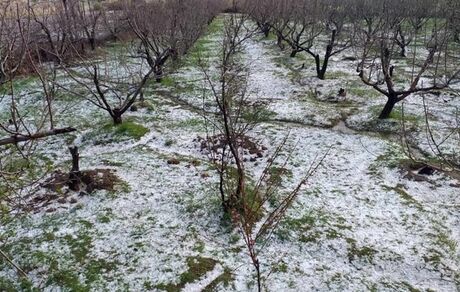 سرمای بهاره به باغات اسلام آبادغرب خسارت ۱۱۵۱ میلیارد تومانی وارد کرد
