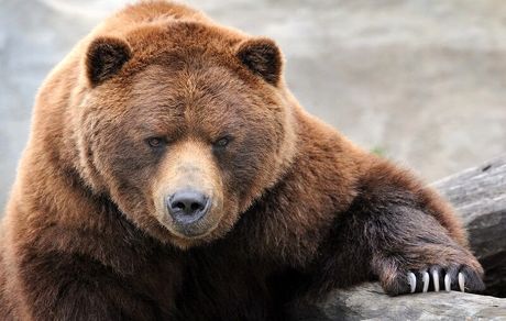 حمله خرس‌های گرسنه به کندوهای عسل در استان کرمانشاه