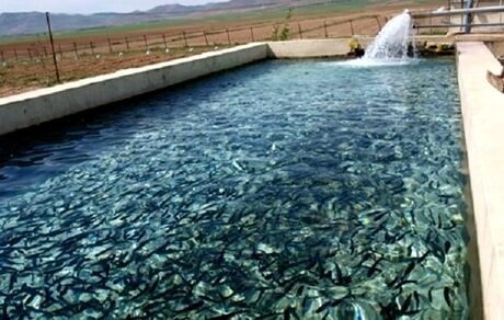 صادرات ۸۰۰۰ تنی ماهی قزل آلا از استان چهارمحال و بختیاری به خارج از کشور