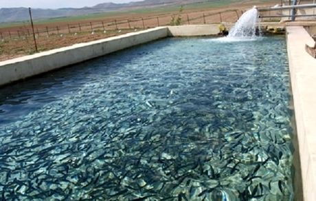 صادرات ۸۰۰۰ تنی ماهی قزل آلا از استان چهارمحال و بختیاری به خارج از کشور
