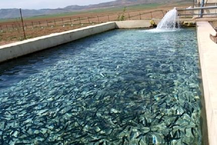 صادرات ۸۰۰۰ تنی ماهی قزل آلا از استان چهارمحال و بختیاری به خارج از کشور