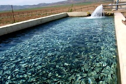 صادرات ۸۰۰۰ تنی ماهی قزل آلا از استان چهارمحال و بختیاری به خارج از کشور