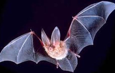 ادامه خوردن خفاش در اندونزی با وجود ادامه شیوع بیماری کرونا