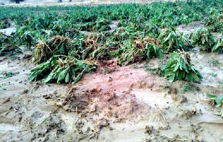 خسارت صدها میلیاردی تگرگ و سیل به کشاورزی سملقان 