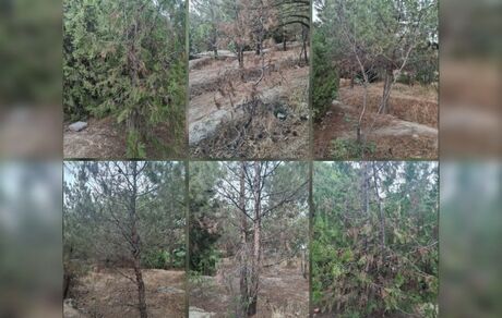 خشک شدن درختان این بار در پارک جنگلی ارومیه