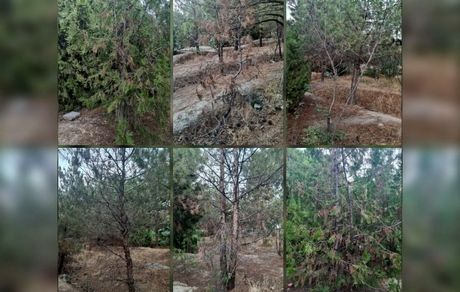 خشک شدن درختان این بار در پارک جنگلی ارومیه