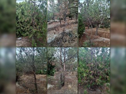 خشک شدن درختان این بار در پارک جنگلی ارومیه