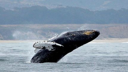 صیاد آمریکایی زنده از دهان نهنگ بیرون آمد