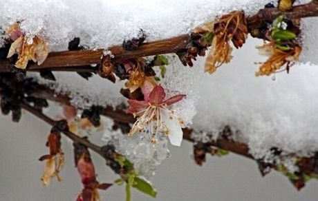 خسارت سرمازدگی به ۱۷هزار تن محصولات کشاورزی ملایر
