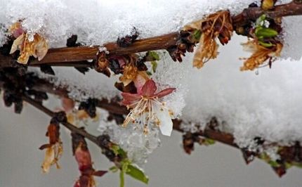 خسارت سرمازدگی به ۱۷هزار تن محصولات کشاورزی ملایر
