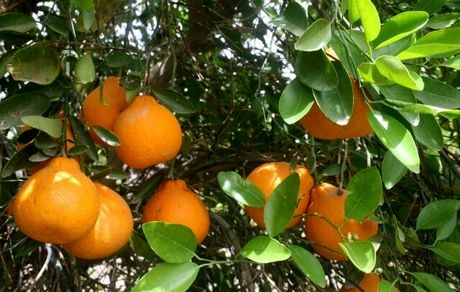 ۵۳۸ کانتینر مرکبات از ساری به کشورهای همسایه صادر شده است