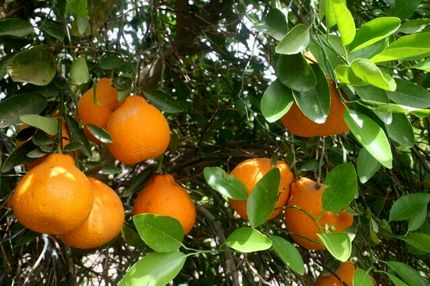 ۵۳۸ کانتینر مرکبات از ساری به کشورهای همسایه صادر شده است