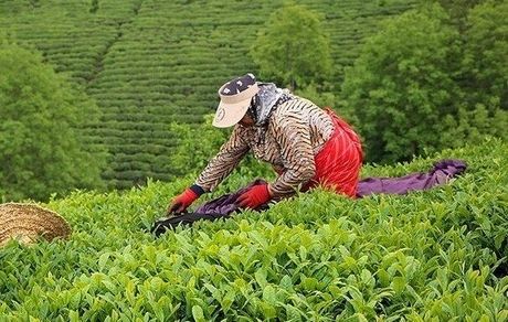 بخشی از مطالبات چای‌کاران پرداخت شد