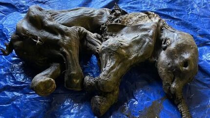 کشف فسیل ۳۰ هزار ساله یک بچه ماموت در کانادا