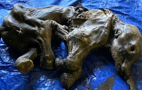 کشف فسیل ۳۰ هزار ساله یک بچه ماموت در کانادا