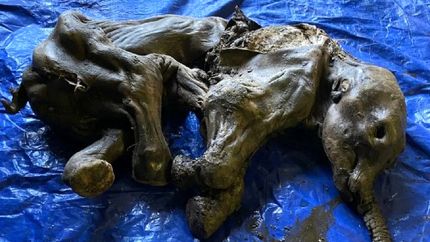 کشف فسیل ۳۰ هزار ساله یک بچه ماموت در کانادا