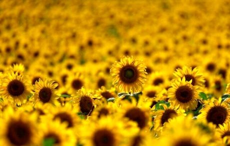 افزایش چشمگیر صادرات محصولات کشاورزی اوکراین