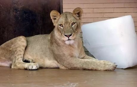 باغ وحشی در پاکستان، شیرهایش را به حراج گذاشت