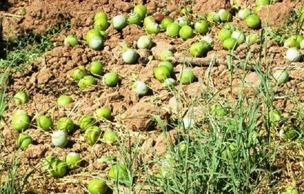 دستگیری سارقان باغات گردو در دورود