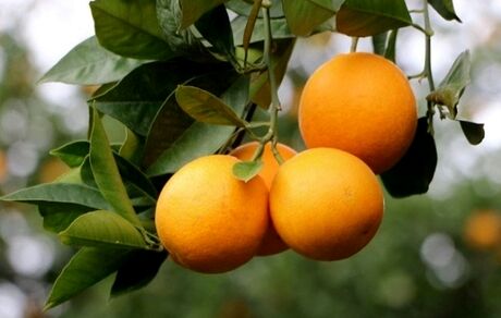 برداشت ۱۱ هزار تن مرکبات از باغات قصرشیرین