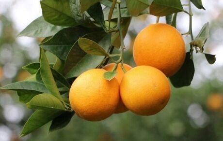برداشت ۱۱ هزار تن مرکبات از باغات قصرشیرین