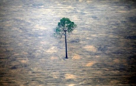 پیش بینی افزایش آتش سوزی های جنگلیِ جهان در ۲۸ سال آینده