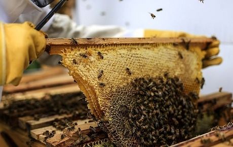 زنبورداری و نوغانداری معاف از مالیات شدند