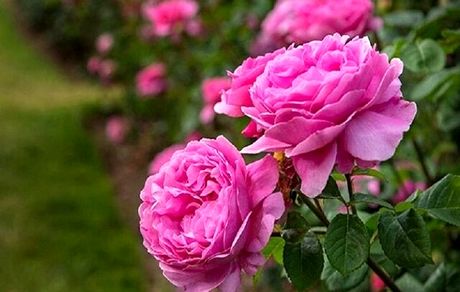 پیش‌بینی برداشت ۸۰۰ تن گل محمدی در شهرستان ساری